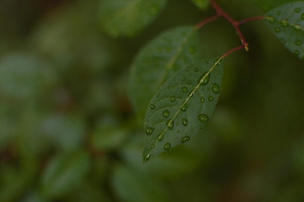 Grüne Blätter mit Wassertropfen nach Regen