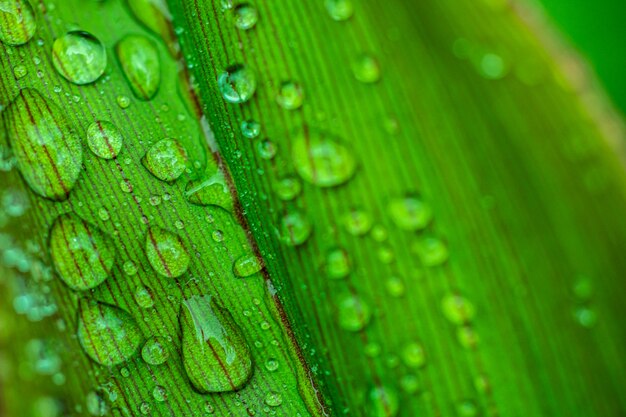 Grüne Blätter mit Wassertropfen