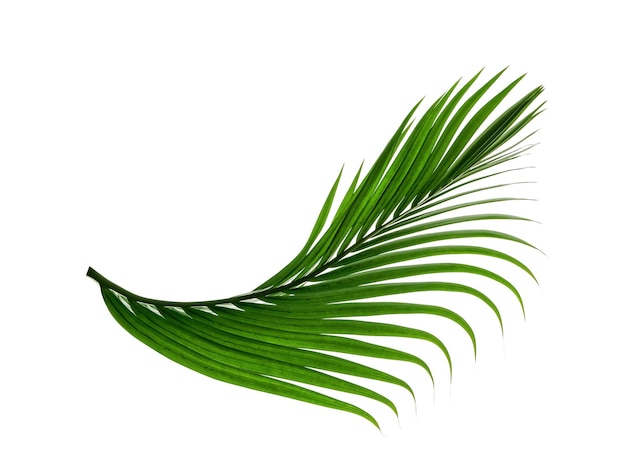 Grüne Blätter Musterblattpalme isoliert auf weißem Hintergrund