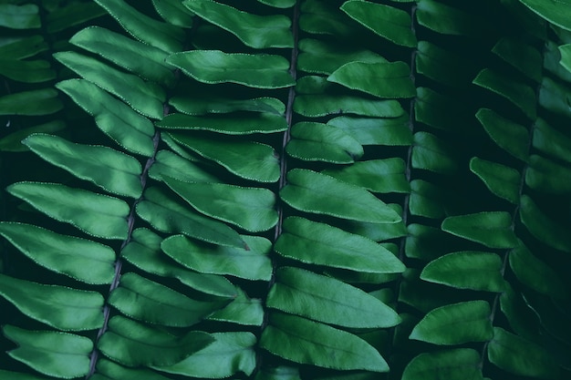 Grüne Blätter Musterhintergrund
