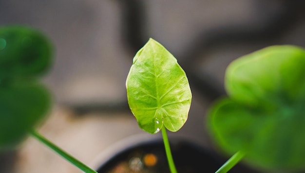 Grüne Blätter Nahaufnahme von Colocasia gigentea bunt