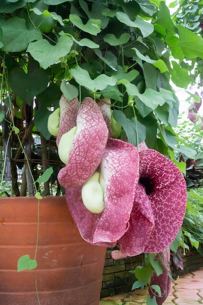 Grüne Blätter Pflanze im Botanischen Garten, Stock-Foto