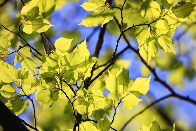 grüne Blätter Äste Hintergrund Sommer abstrakt Jahreszeit Sommer Natur junger Wald