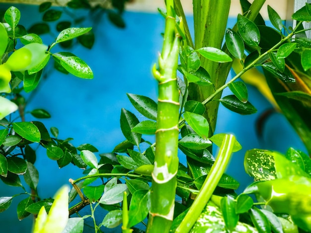 Grüne Blätter Textur Hintergrund Natur und Tapete