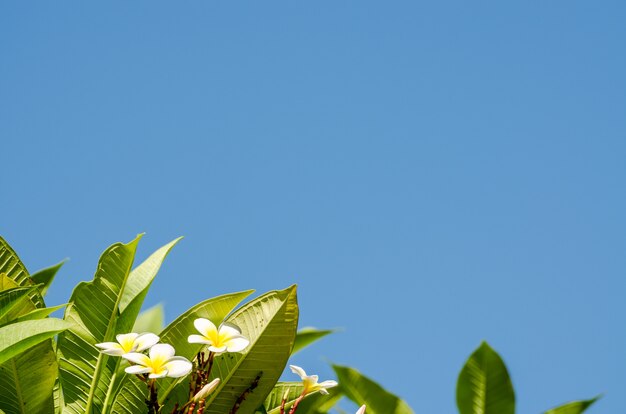 Grüne Blätter und blauer Himmel im Morgen für Hintergrund und Platz für Text