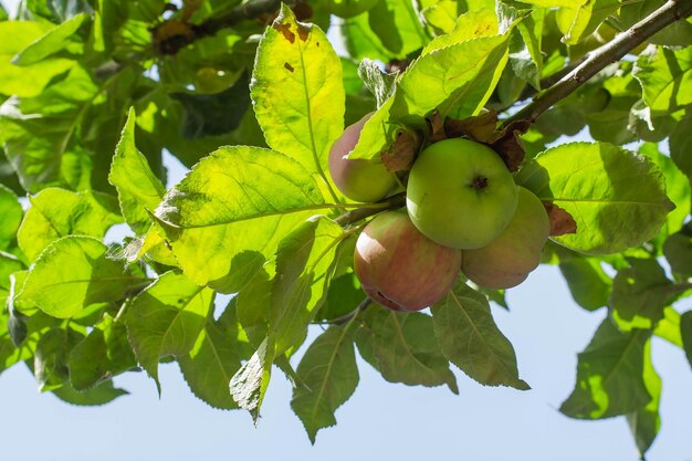 Grüne Blätter und Früchte eines Apfelbaums vor blauem Himmel