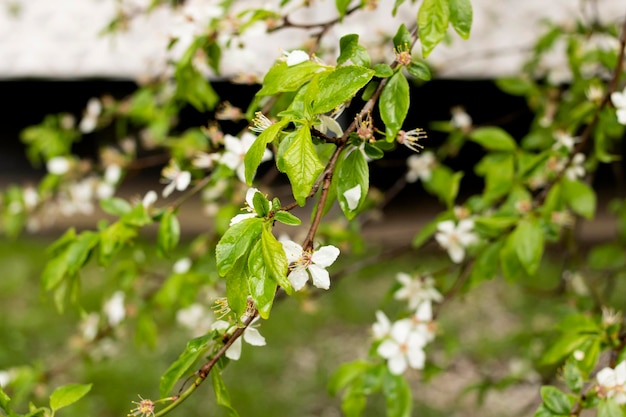 Grüne Blätter und Kirschblüten mit Tautropfen