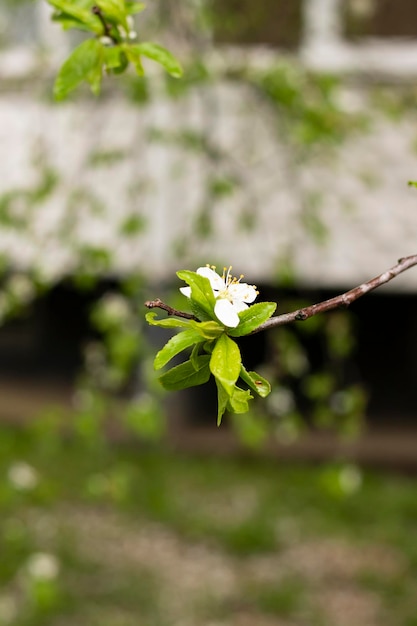 Grüne Blätter und Kirschblüten mit Tautropfen