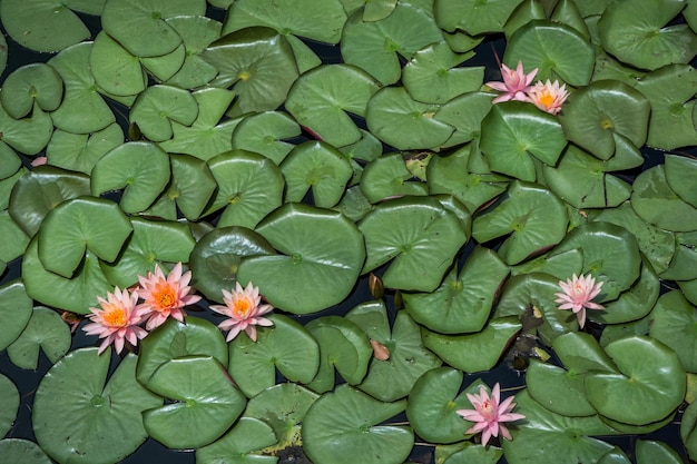 Foto grüne blätter und lotusblumen im teich auf dem wasser