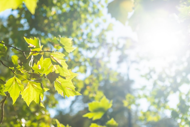 Grüne Blätter und Sonnenlicht