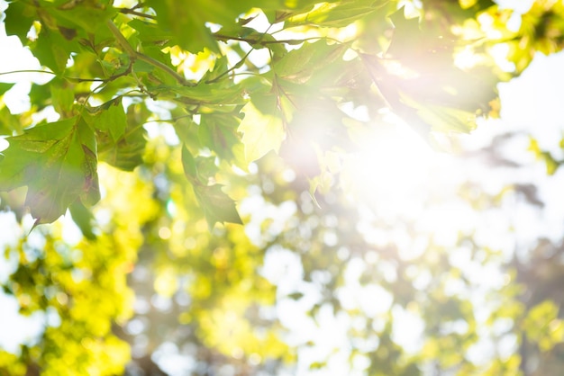 Grüne Blätter und Sonnenlicht