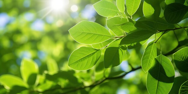 grüne Blätter unter Sonnenschein