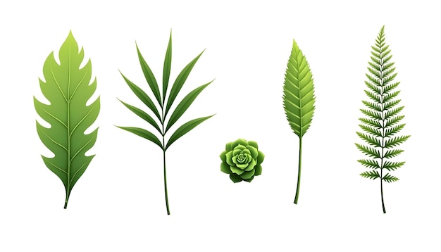 grüne Blätter Vektorsatz unterschiedliche Blattformen Vektor botanische Blattillustration Umweltgra