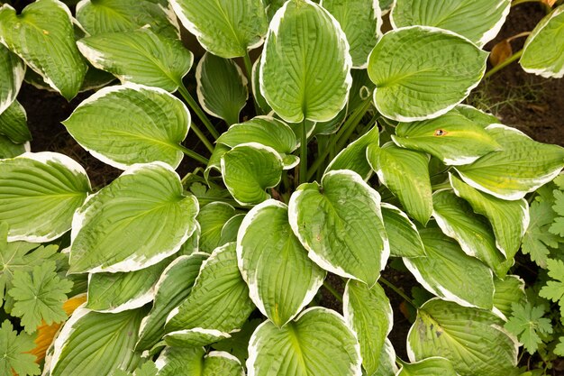 Grüne Blätter von Araceae. Herzförmiger Blätterhintergrund.