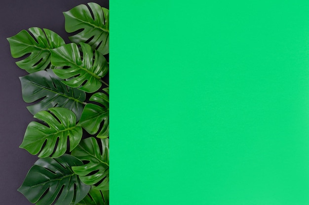 Grüne Blätter von Monstera auf dunklem Hintergrund Laubkulisse mit Copyspace Botanische Komposition