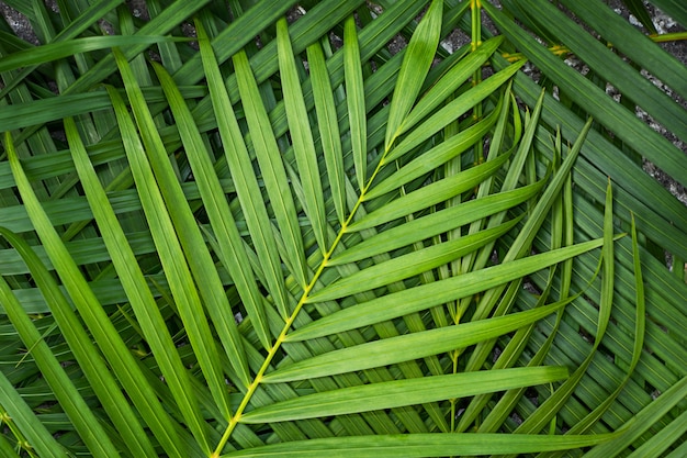 Grüne Blätter von Palmen. Natürlicher Pflanzenhintergrund