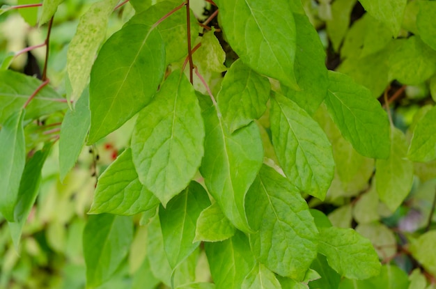 Foto grüne blätter von schisandra auf zweigen. schisandra-dickicht ohne früchte