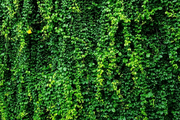 Grüne Blätter Wand Hintergrund Hochzeit Kulisse