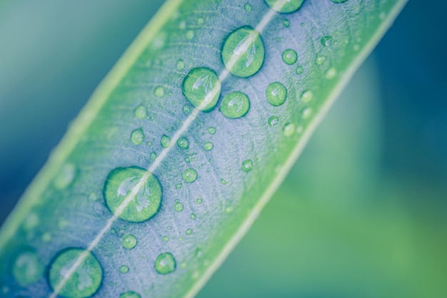 Grüne Blätter Wassertropfen natürlichen Hintergrund. Zen, Meditationsnaturnahaufnahme, abstraktes organisches