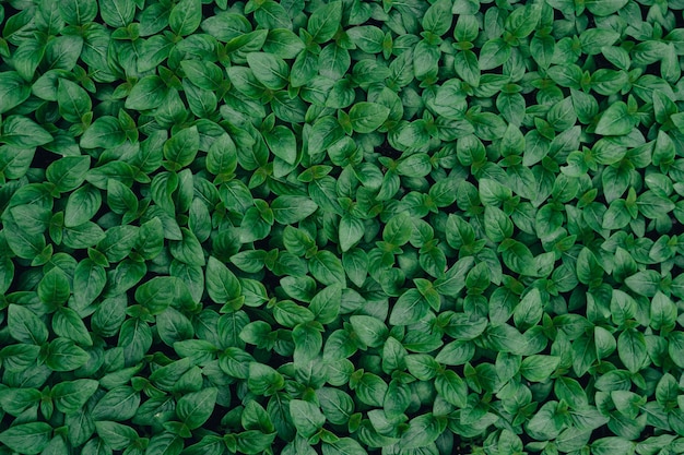 Grüne Blatt-Textur, tropische Blatt-Textur und dunkler Blatt-Hintergrund.