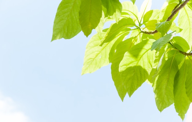 Grüne blattblätter, die im frühjahr knospen