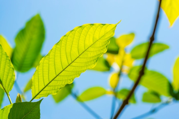 Grüne Blattnatur mit Niederlassung auf lblue Himmelnatur