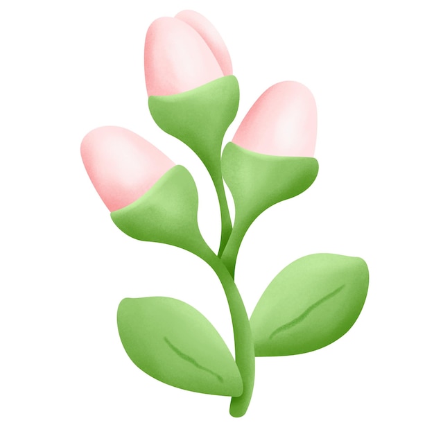 grüne Blüte Tulpe gehen