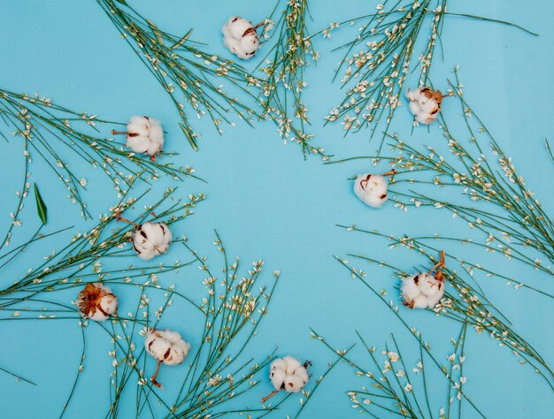 Grüne Blumen und Baumwolle auf blauem Hintergrund. Ansicht von oben