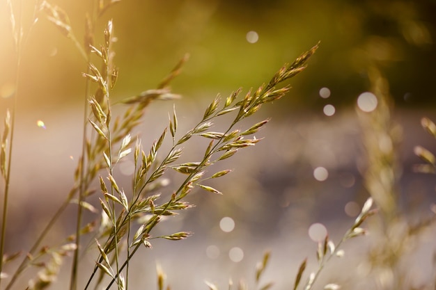 Grüne Blumenanlage im Garten im Sommer