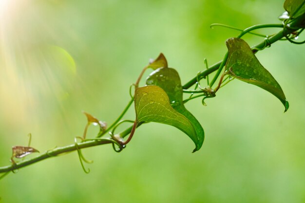 Grüne Blumenanlage im Garten in der Natur, Anlagen im Sommer