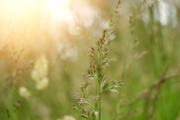 Grüne Blumenanlage im Sommer in der Natur, Anlagen im Garten