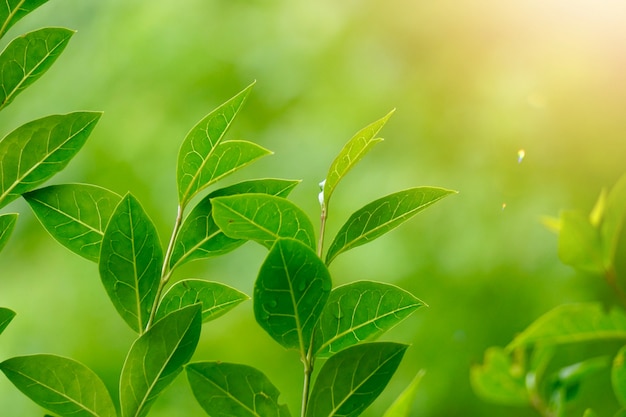 grüne Blumenanlage in der Natur im Sommer