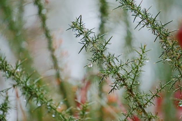 grüne Blumenpflanze im Garten