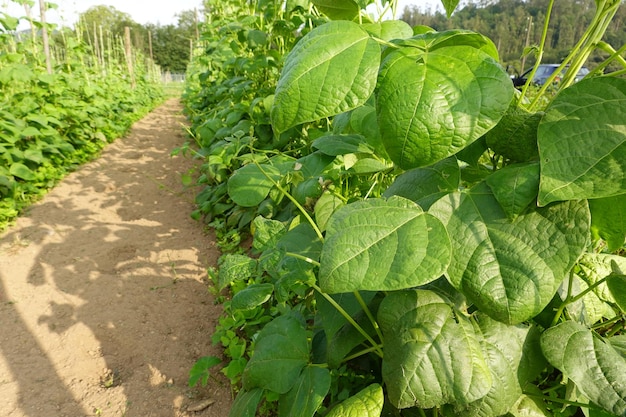 Grüne Bohnen im Garten im Hinterhof wachsen