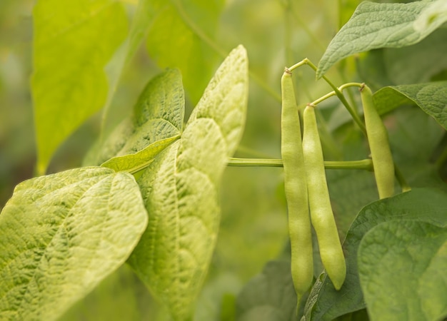 Grüne Bohnen wachsen im Garten