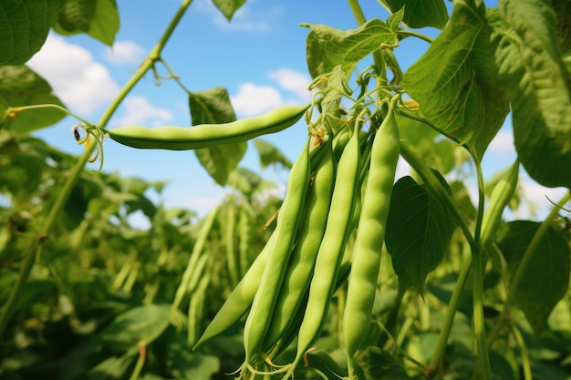 Grüne Bohnen wachsen im Sommer in einem Garten