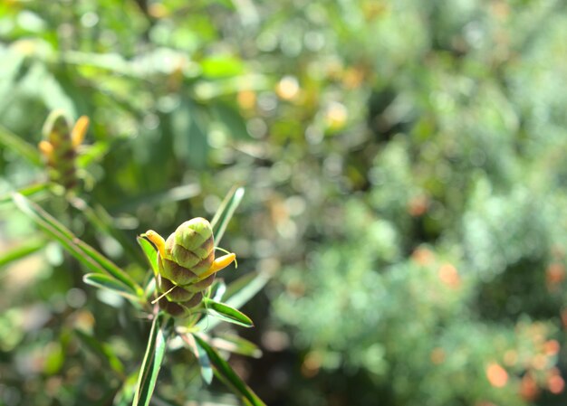 Grüne botanische natürliche Kräuterpflanze mit hellem Bokeh-Hintergrund