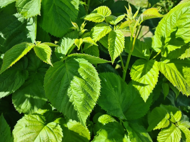 Grüne Brombeerblätter im Sommerdickicht in der Nähe