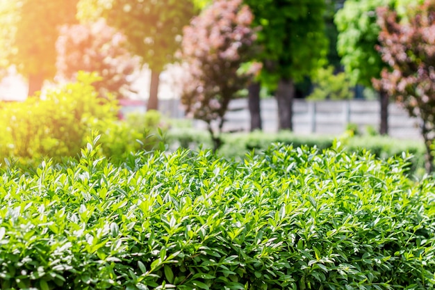 Grüne Büsche auf einem Hintergrund des Parks. Grün lässt Hintergrund