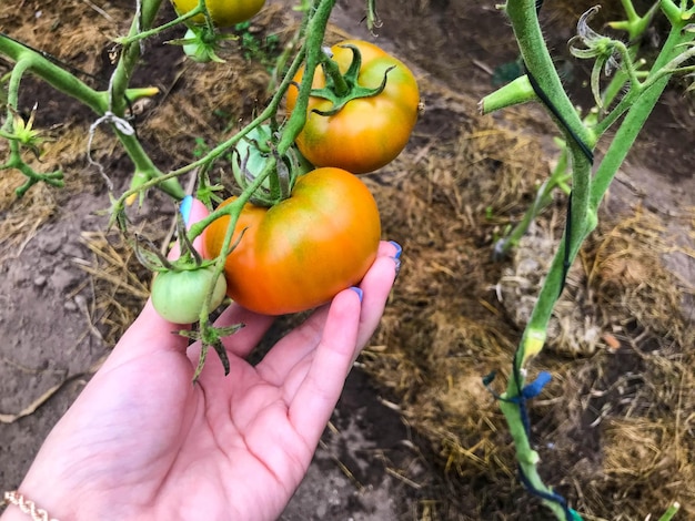 Grüne Büsche der Tomatengemüseplantage runde unreife Tomaten hängen am Busch ein Mädchen