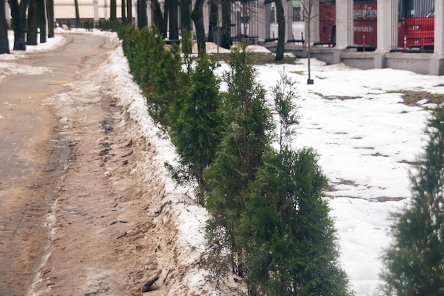 Grüne Büsche im Park im Schnee