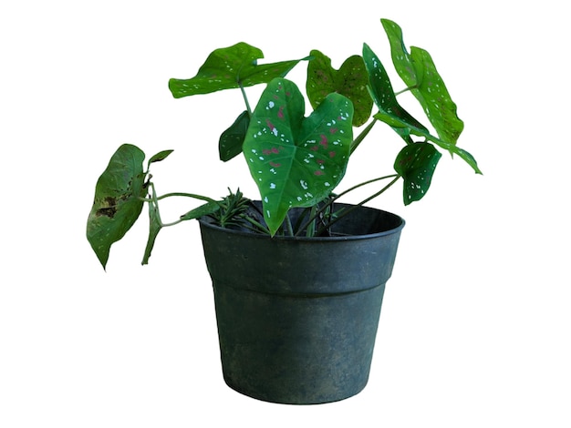 Grüne Caladiumpflanze im schwarzen Topf auf isoliertem Hintergrund