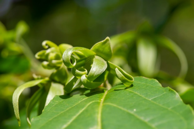 Grüne Cananga-Odorata-Blumen, bekannt als Cananga, eine tropische Baumblume