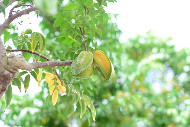 Grüne Carambola-Frucht, bekannt als Sternfrucht, die auf einem Ast in Vietnam wächst