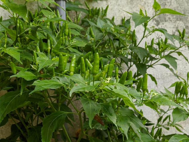 Grüne Chilipflanze im Garten