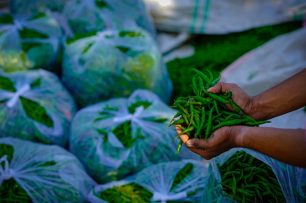 Grüne Chilis werden viel in durchsichtige Plastiktüten verpackt und grüne Chilis gestapelt