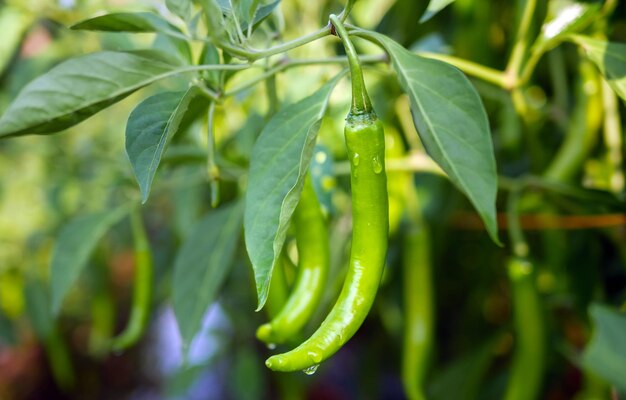 Foto grüne chilli im garten, organische grüne chilli, die auf dem chillibaum wächst