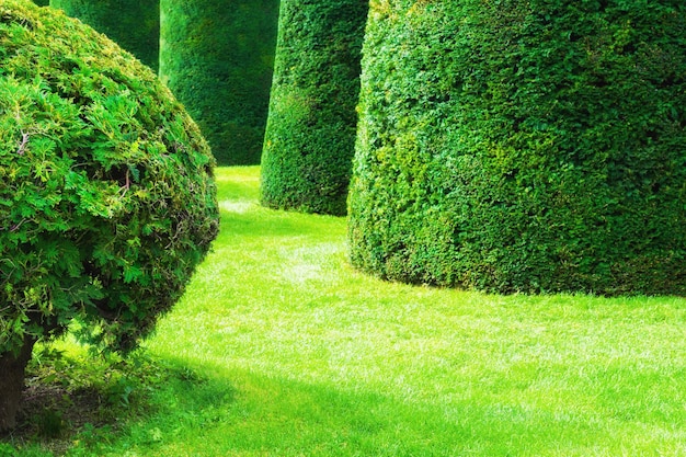 Foto grüne dekorative bäume in einem park. schöner sommernaturhintergrund