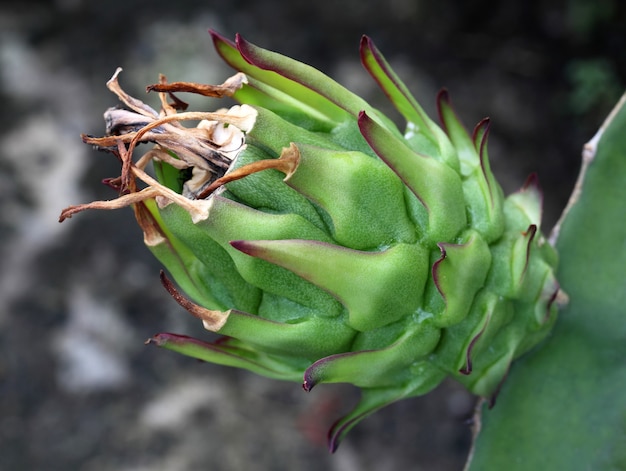 Grüne Drachenfrucht auf Pflanze mit selektivem Fokus