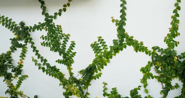 Grüne Efeu-Öko-Wand Nahaufnahme einer grünen kriechenden Pflanze, die auf einem weißen Betonpfahl klettert. Textur der grünen Blätter